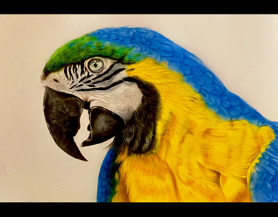 Macaw, bird, pet, pet artwork, wildlife, wildlife art,
