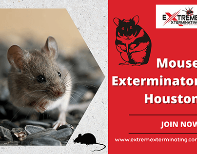 Comprehensive Mouse Extermination Solutions in Houston