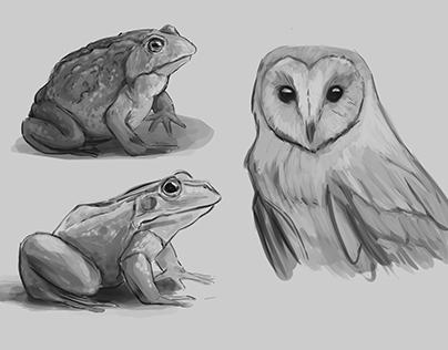 Frogs and owl sketch