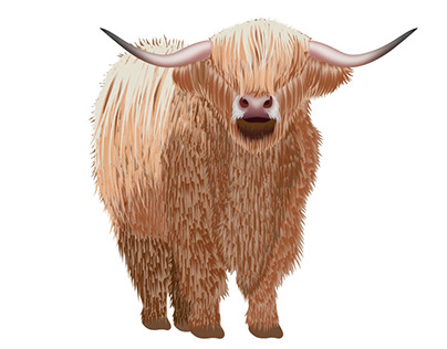 Illustration of a Scottish Highland Cow
