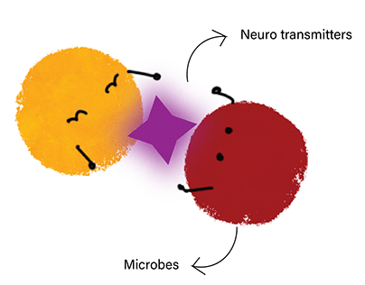 Infographic Design (microbes & autism)