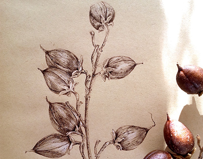 Paulownia tree fruits - ink drawing