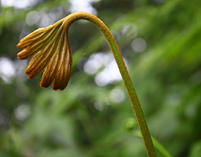 Bunga Pakis Dipteris conjugata