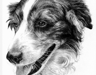 Pencil Dog Portraits