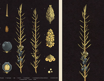 Juniperus Botanical Board - Science Plant Illustration