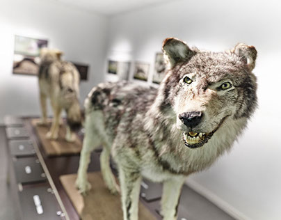 Musée du loup. dispositifs multimédia