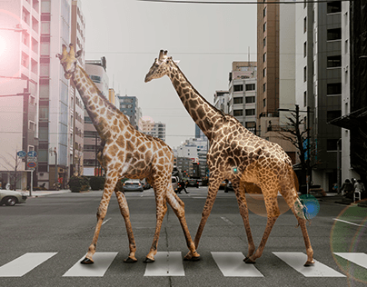Giraffes Crossing The Street