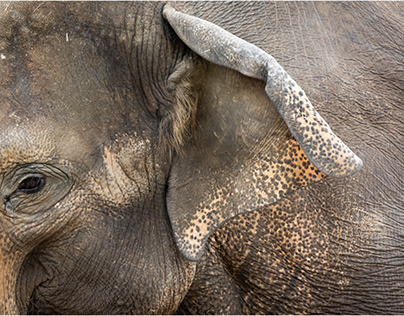 Elephants- Olifanten details.