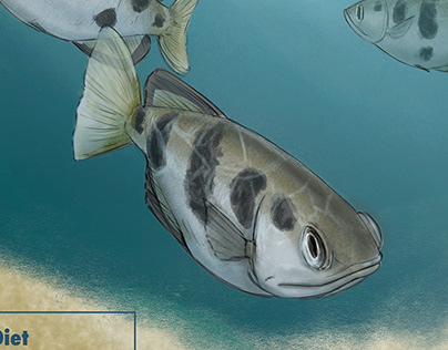 The Archerfish