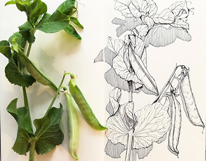Botanical sketches 4