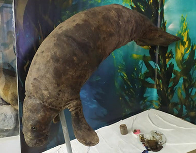 Sea Cow: the Project for Museum