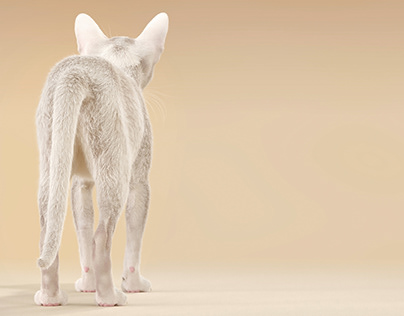 3d animal animation, 3d animal model realistic fur xgen