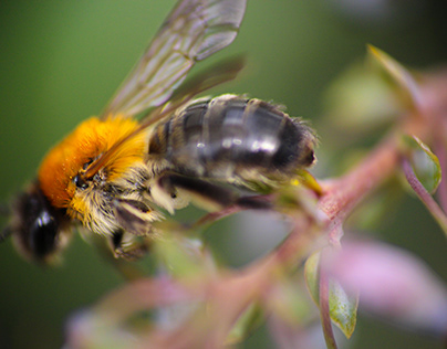 Bee in autofocus mode with Raynox DCR-250