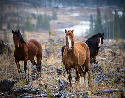 The Wild Horses of Alberta