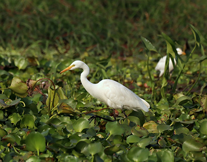 indian Egret - Bird photography
