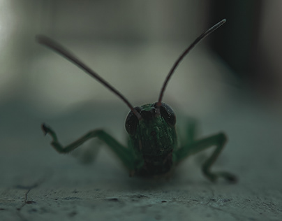 Macro Photography - Locust