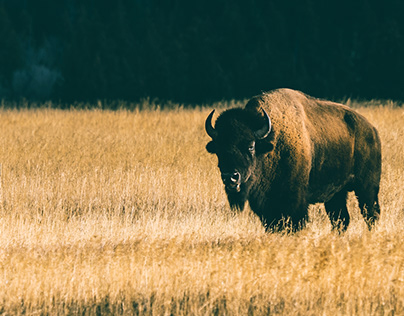 Wildlife - Grand Tetons / Yellowstone