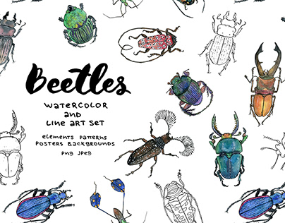 Beetles. Watercolor and line art set Beetles. Watercol