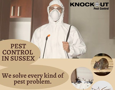Pest Control Services in Sussex