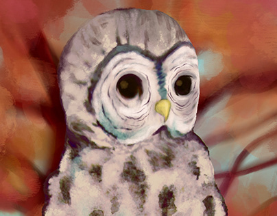 Gray owl study