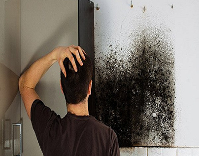 Mold Removal Lewisville