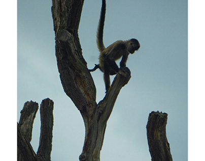 Climbing Monkey