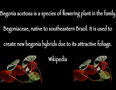Begonia Acetosa