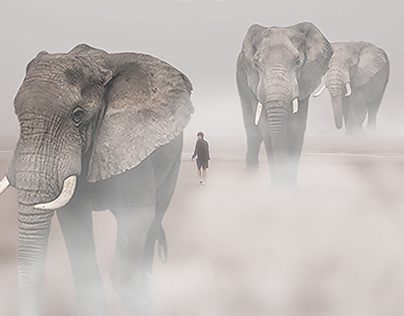 Elephants in the fog