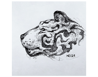 Tiger. Sketches