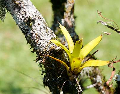 Little bromeliad in a tree