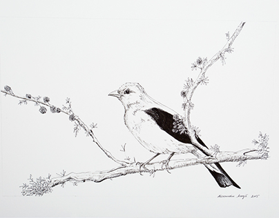 Illustration - The Birds (2015)