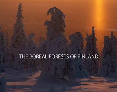 THE BOREAL FORESTS OF FINLAND