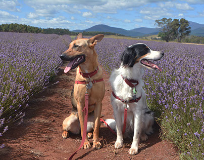 Lavender Farm with the furkids 2017