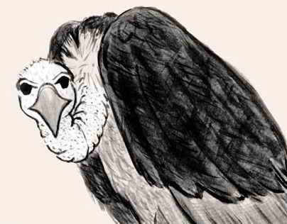 Vulture Love