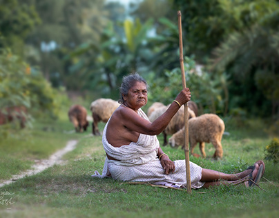 The Tribal Matriarch and Her Sheep in West Bengal