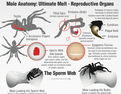 Tarantula Reproduction Infographic