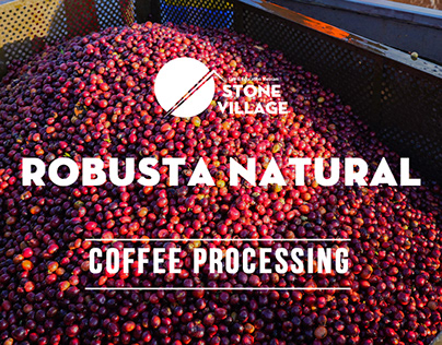 Natural Coffee Processing Fine Robusta