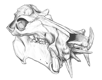 Hippopotamus skull Drawing practice.