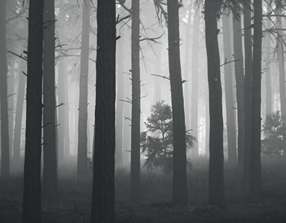 - Pine fog -