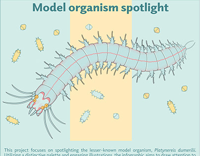 Model Organism Infographic - Platynereis dumerilii