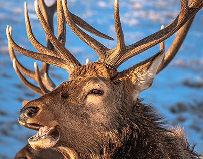 Winter Rocky Mountain Elk