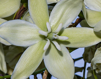 Yucca filamentosa magnificent flowers