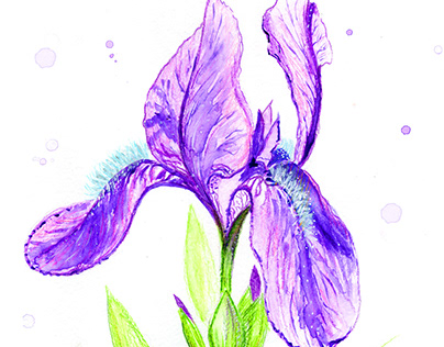 Iris, flower, pencils illustration