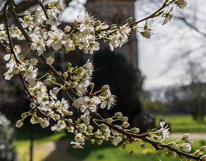 Blossom in the churchyard
