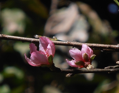 peach blossom
