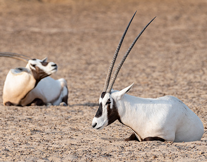 The Arabian oryx, breeding and reintroduction program