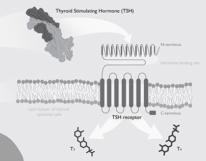 Thyroid Stimulating Hormone Receptor