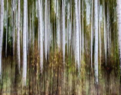 Birch forest patterns