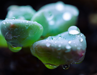 Water droplets on Succulent