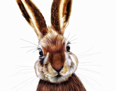 Illustration: Hare